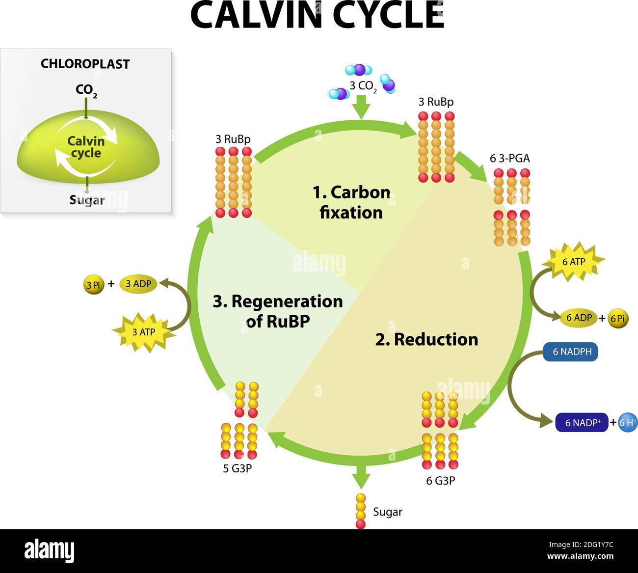 Fotosintesi. Ciclo di calvin in cloroformio. Il ciclo di Calvin produce zucchero da anidride carbonica. Questo diagramma mostra rappresentazioni semplificate Illustrazione Vettoriale
