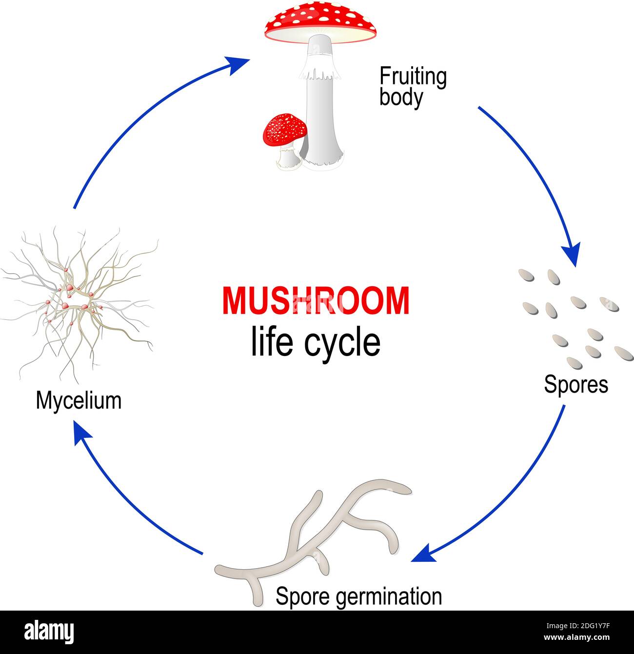 Ciclo di vita dei funghi dalle spore al micelio e ai funghi (corpo fruttato). Amanita muscaria. Diagramma vettoriale per uso educativo, scientifico e biologico Illustrazione Vettoriale