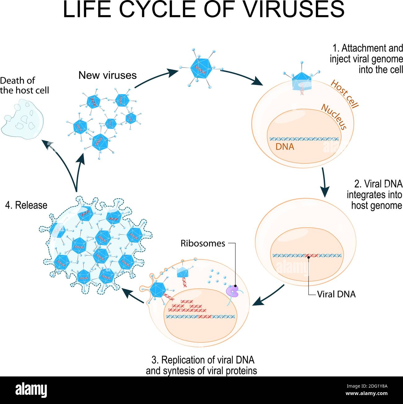 Ciclo di vita dei virus, ad esempio adenovirus (causa più comunemente di malattie respiratorie). Diagramma schematico. Illustrazione Vettoriale