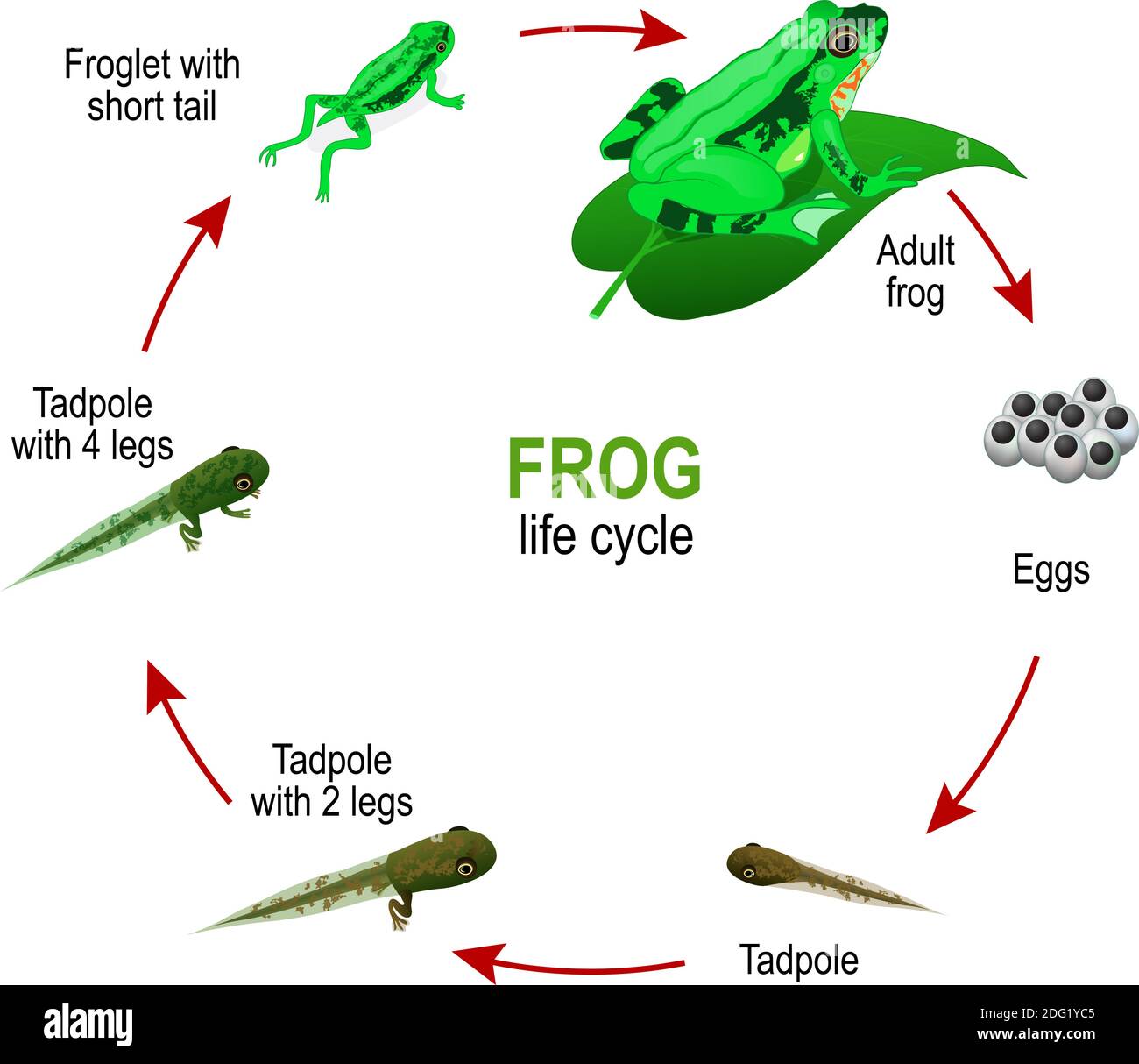 Ciclo di vita delle rane da uova e tadpoli a Froglet con coda corta e anfibia adulto. Diagramma vettoriale per uso educativo, scientifico e biologico Illustrazione Vettoriale