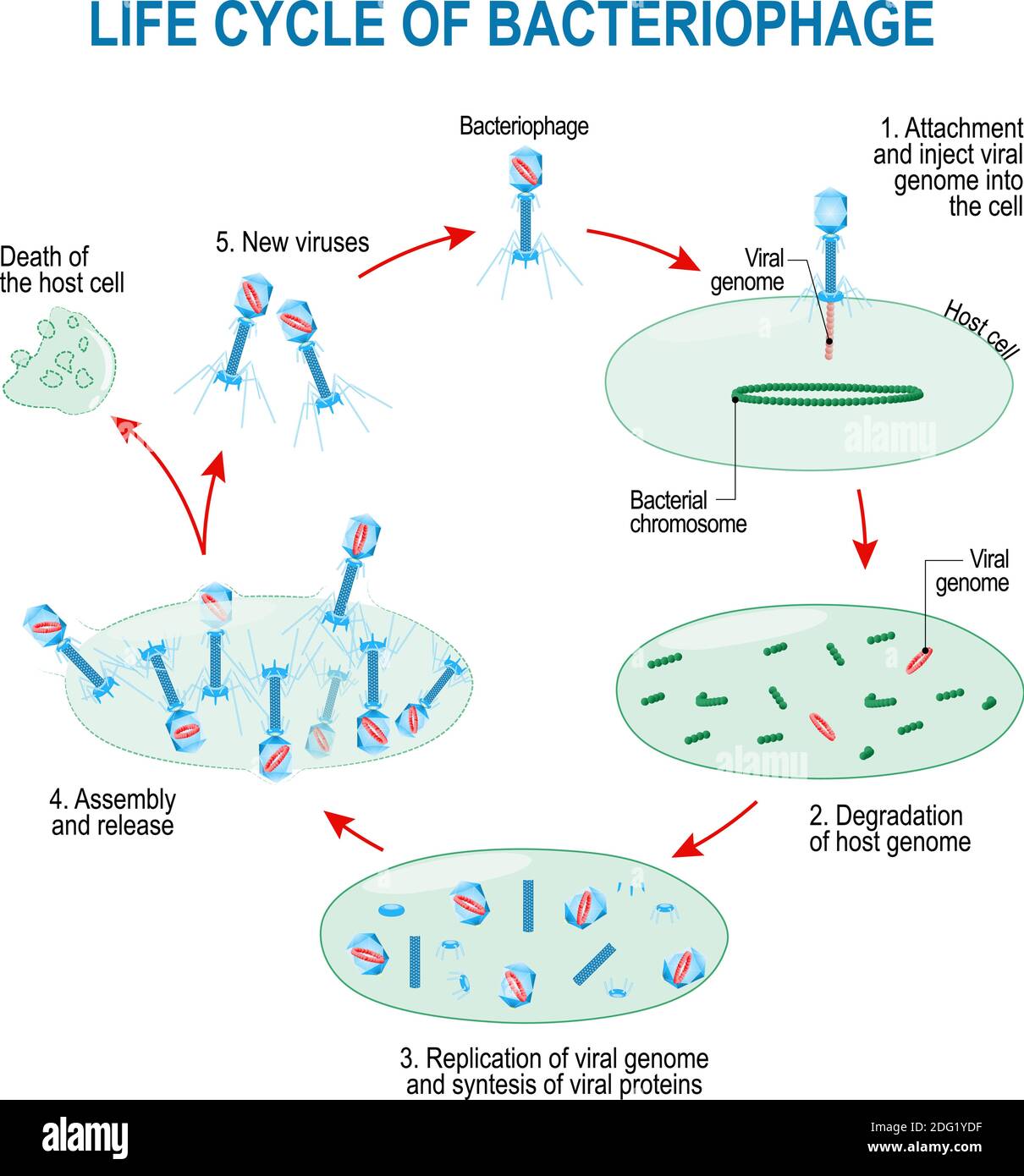 ciclo di vita dei virus, ad esempio batteriofago e batteri. Diagramma schematico. Illustrazione Vettoriale
