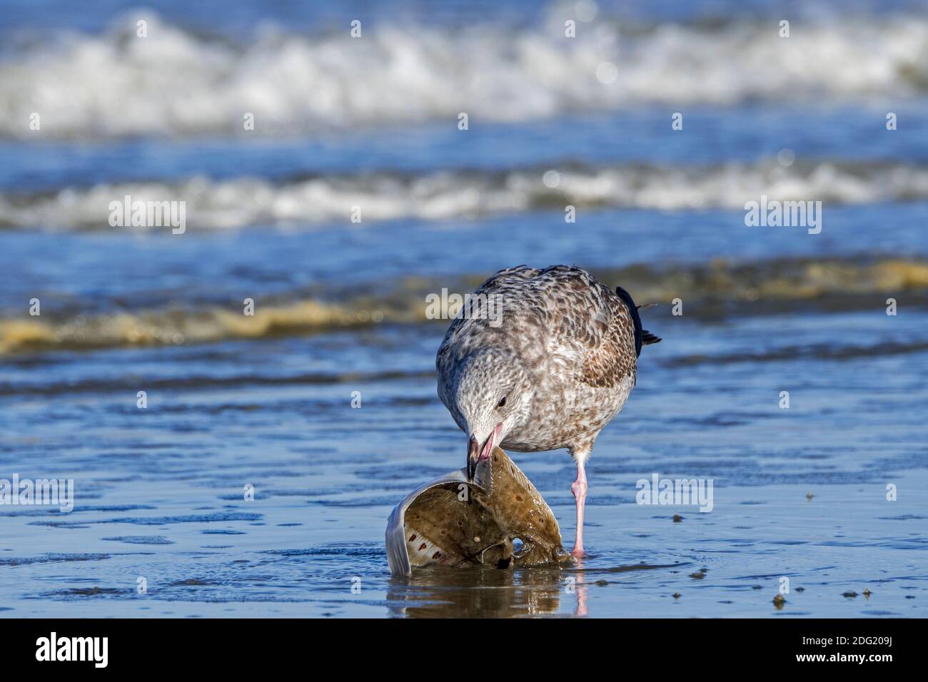 Gabbiano europeo di aringhe (Larus argentatus) Alimentazione giovanile / pecking su passera europea morta (Pleuronectes platessa) lavato a riva sulla spiaggia Foto Stock