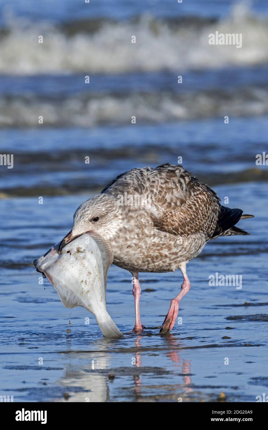 Gabbiano europeo di aringhe (Larus argentatus) Giovani a piedi con passera europea morta (Pleuronectes platessa) lavato a riva sulla spiaggia Foto Stock