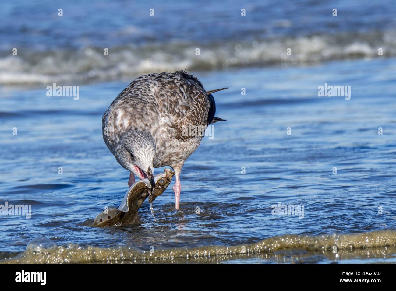Gabbiano europeo di aringhe (Larus argentatus) Alimentazione giovanile / pecking su passera europea morta (Pleuronectes platessa) lavato a riva sulla spiaggia Foto Stock