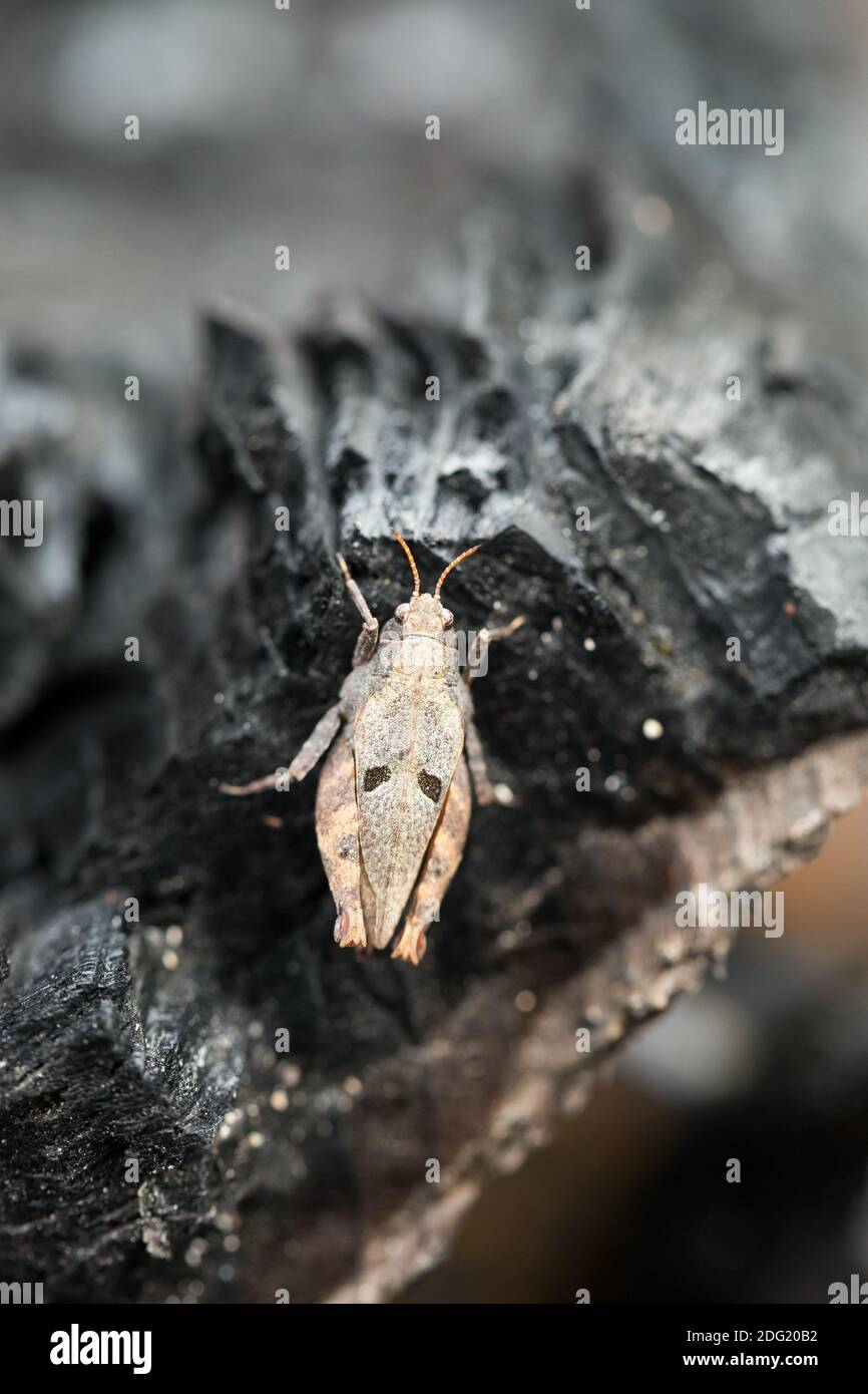 Groundhopper (Tetrix bipunctata) Foto Stock