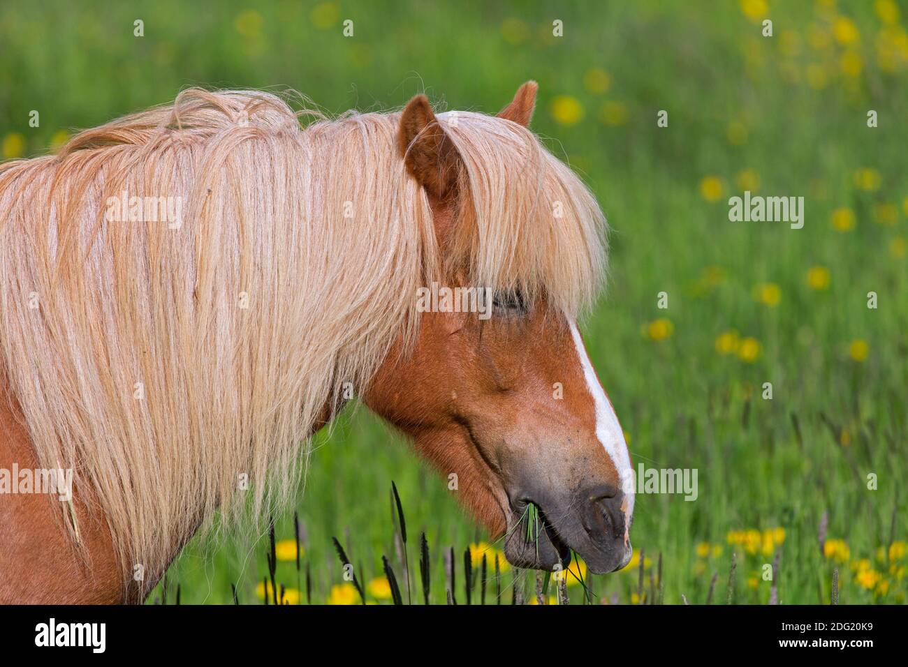 Primo piano ritratto di Palomino cavallo islandese (Equus ferus caballus / Equus Scandinavicus) in prato in estate, Islanda Foto Stock