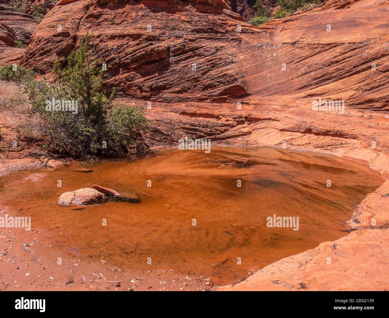 Piscina sul fondo del canyon, Padre Canyon Trail, Snow Canyon state Park, Saint George, Utah. Foto Stock