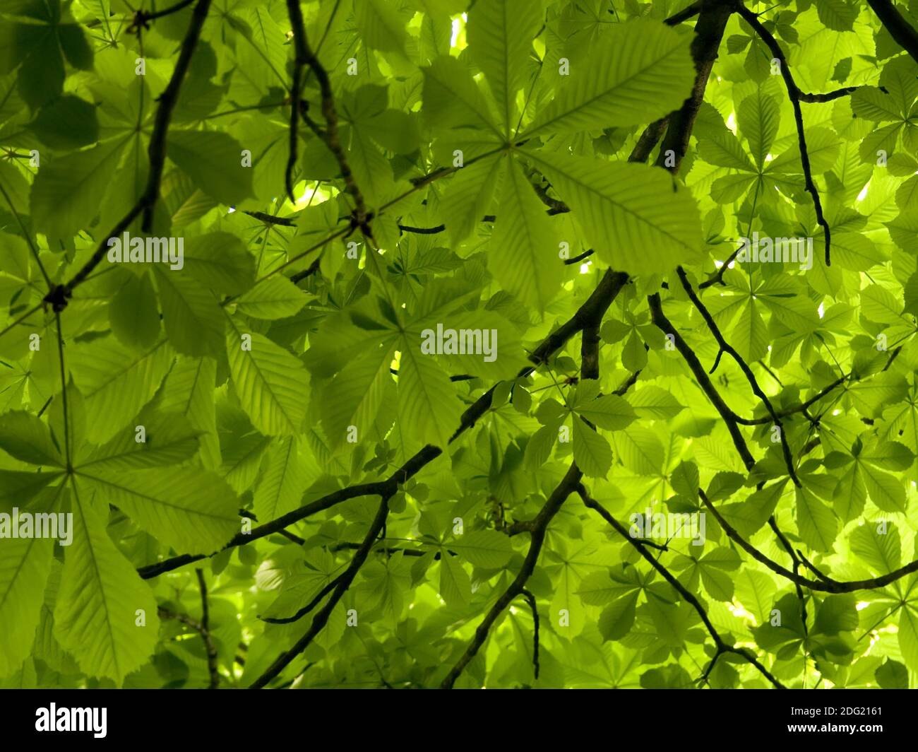 Castagno verde foglie sfondo Foto Stock