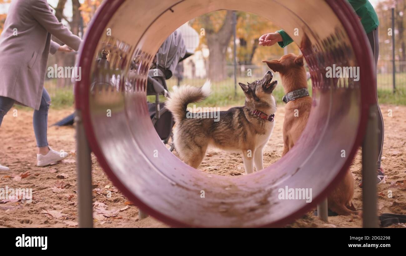 Due cani e allenatore di cane donna di fronte alla tunel agilità. Foto di alta qualità Foto Stock