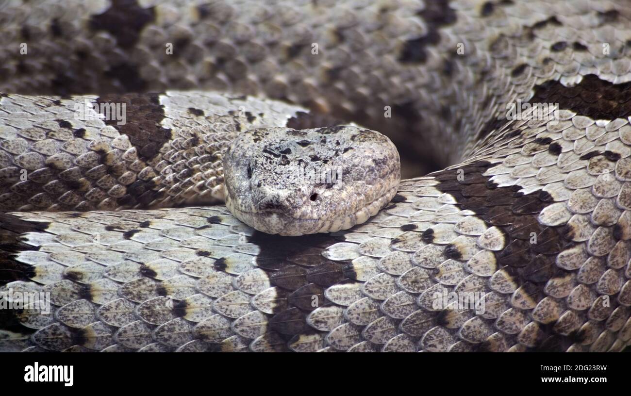 Nastrare Rattlesnake Rock Foto Stock