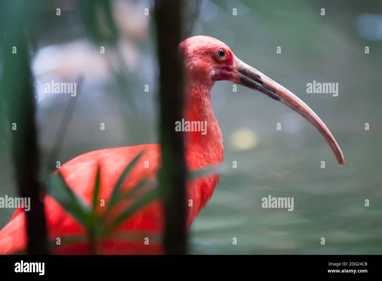 Uccello tropicale rosa Foto Stock