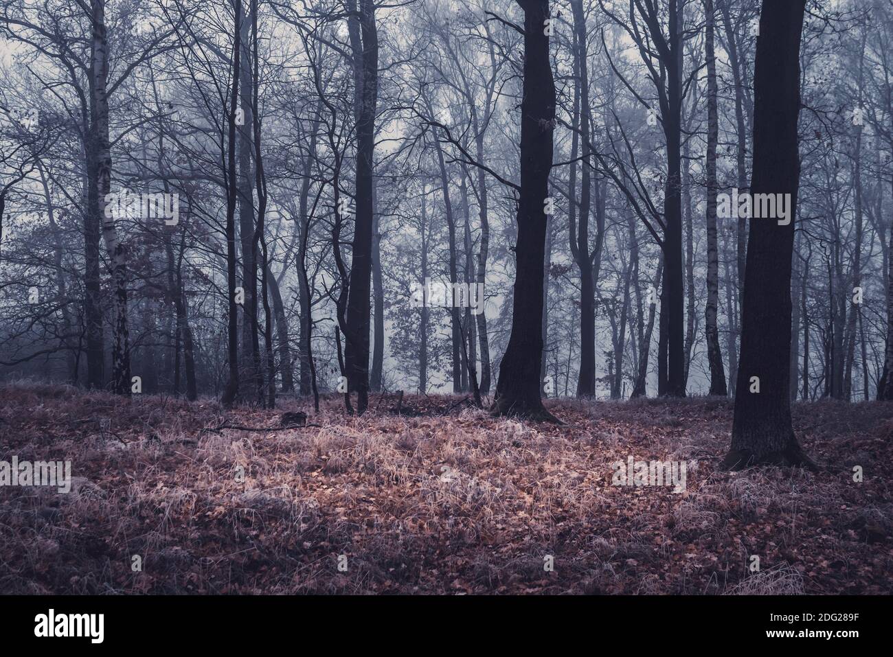 autunno foresta, tronchi di alberi nella nebbia, tempo secco Foto Stock