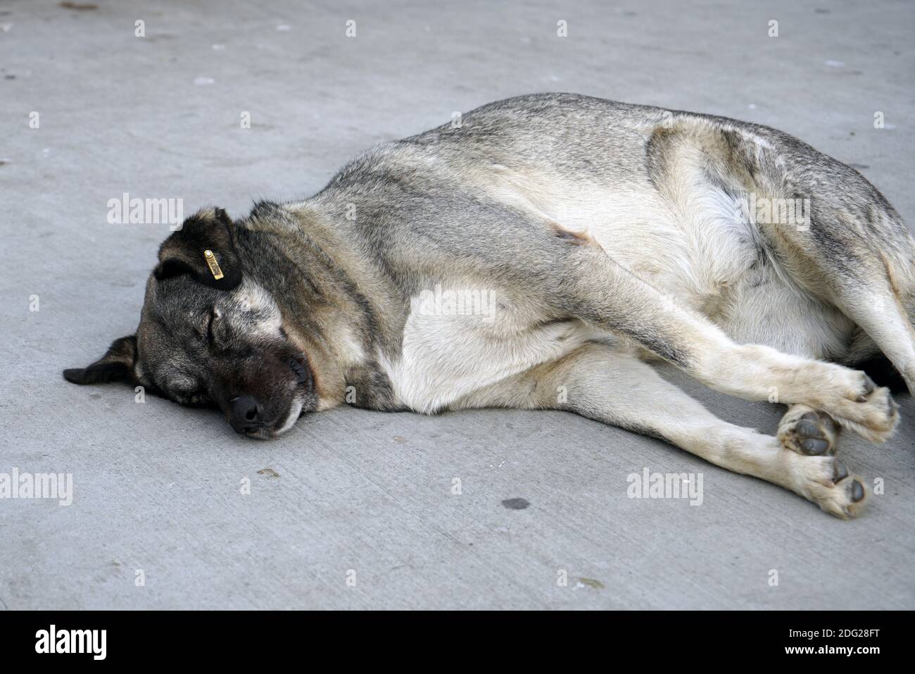 Cane grigio vagato sdraiato sulla strada Foto Stock