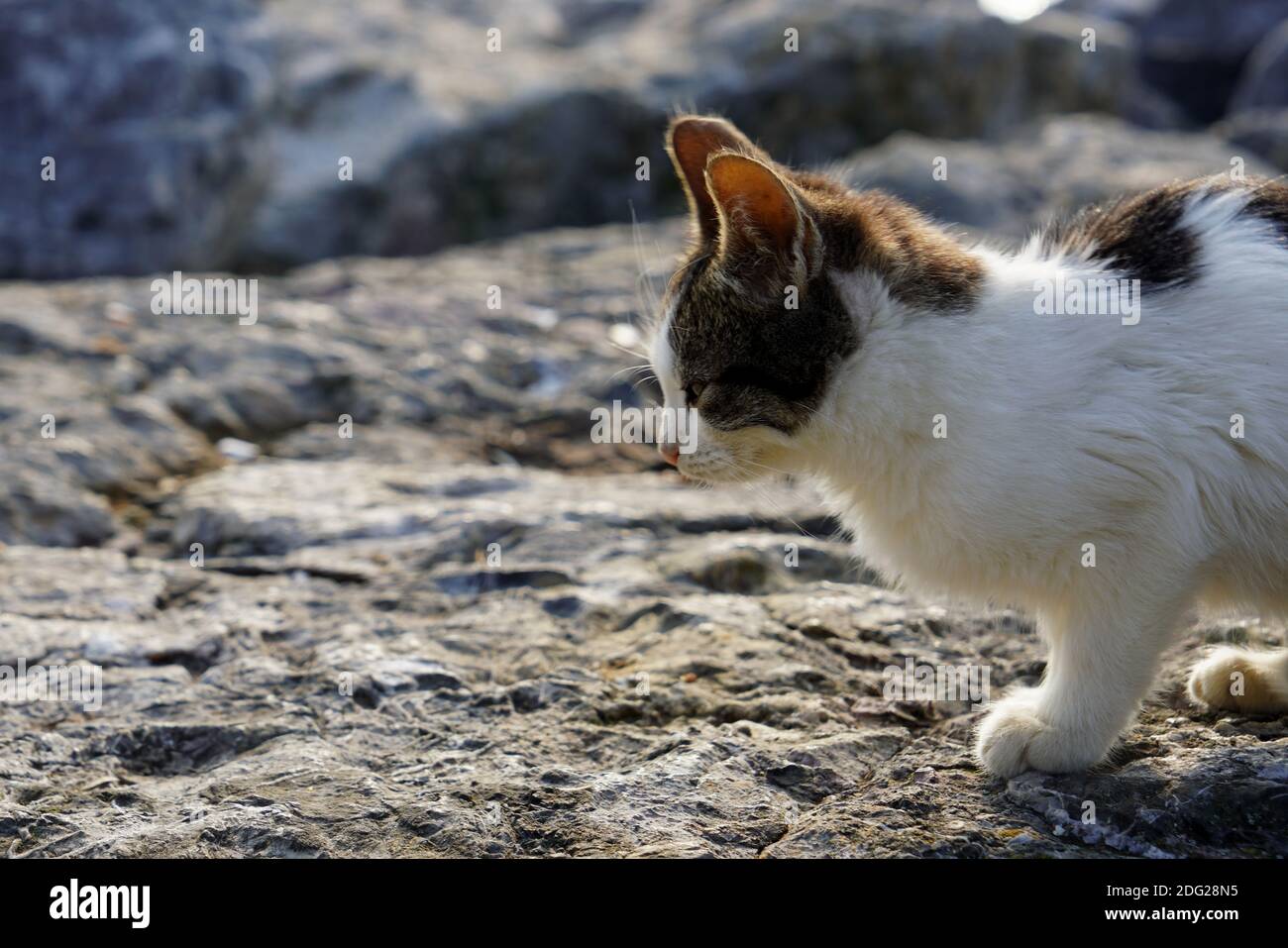 Carino e bellissimo gattino che cammina da solo sulle rocce - vista laterale Foto Stock