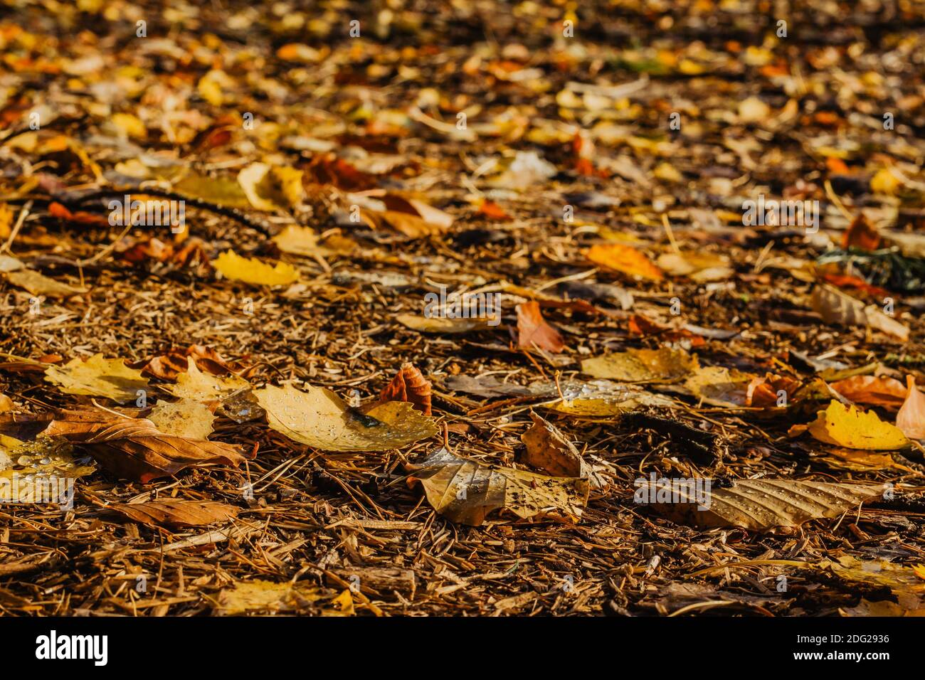 Autunno dettagli dopo la pioggia selettiva focus.Deep nel pensiero Meditazione concept.Bright caduta naturale background.foglie d'autunno nella foresta Foto Stock