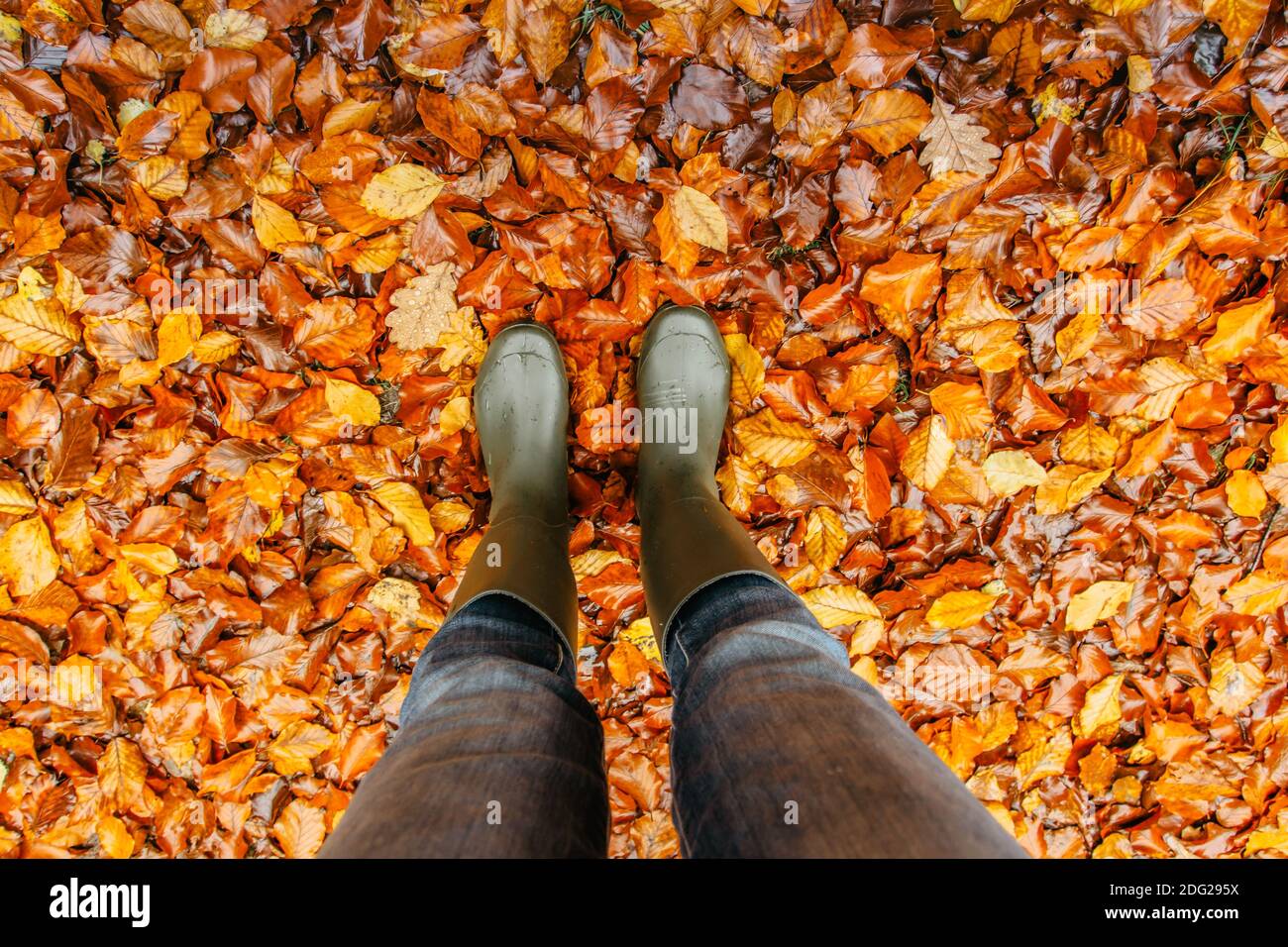 Germogli di stivali femminile di Gardener.Rubber su background.Garden autunno con foglie d'autunno. Donna in stivali da pioggia che camminano in erba. Vista ad angolo alto della gamba umana Foto Stock