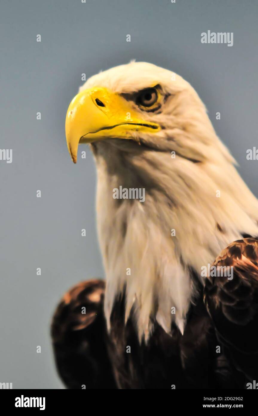 Profilo North American Bald Eagle Foto Stock