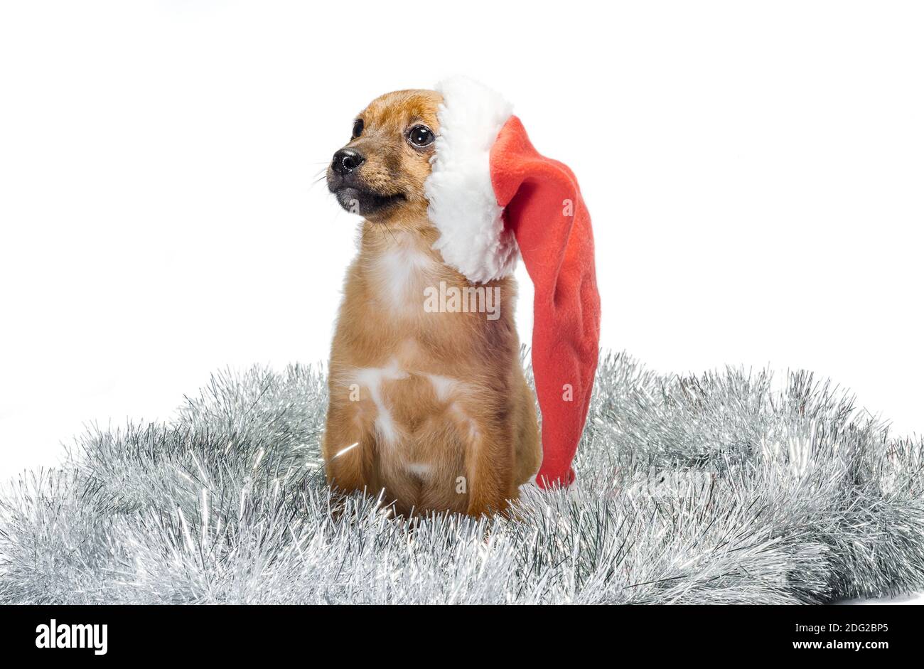 mongrel zenzero cucciolo in un cappello rosso santa con Natale tinsel su uno sfondo bianco Foto Stock
