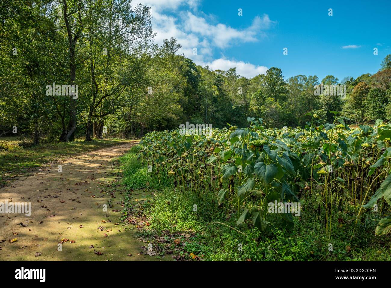 Strada sterrata che va intorno al campo pieno di caduta teste di semi di girasole alla fine della stagione di crescita con i boschi sullo sfondo su un Foto Stock