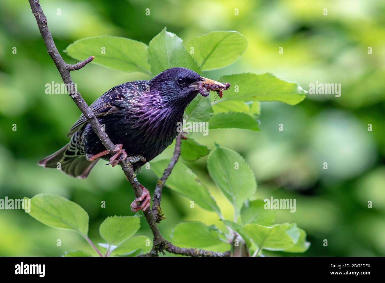 Star (Sturnus vulgaris) mit Futter für den Nachwuchs Foto Stock