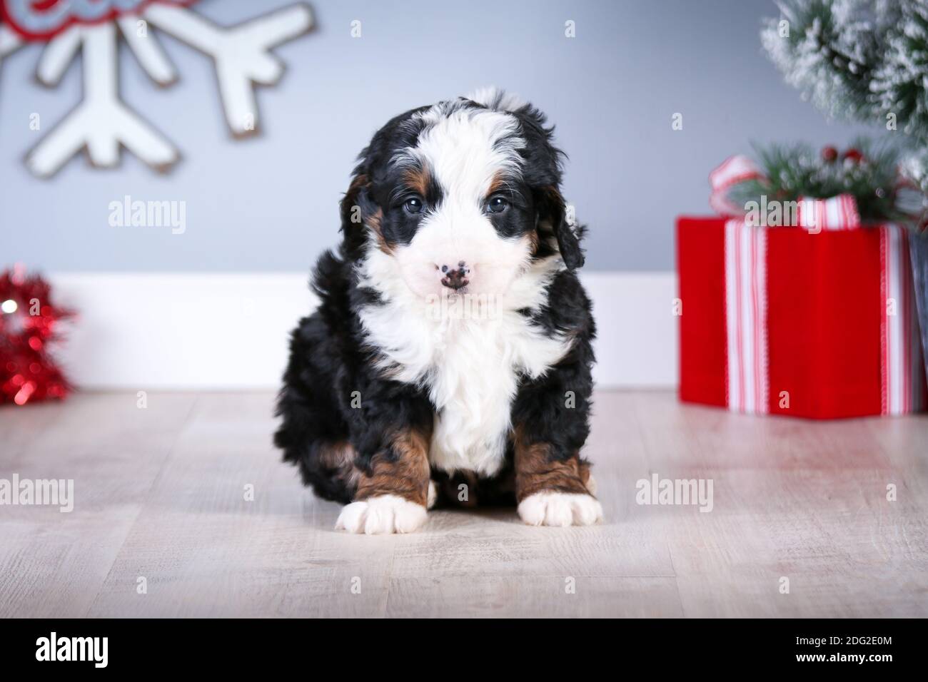Primo piano di un mini bernedoodle Puppy F1 in tricromia che guarda la fotocamera. Decorazioni natalizie Foto Stock
