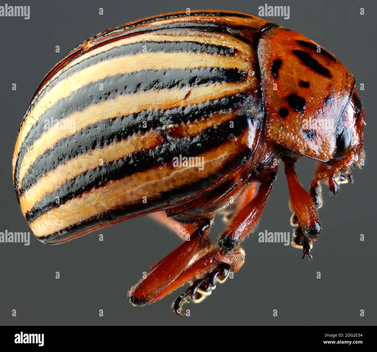 Colorado Beetle Macro Cutout Foto Stock
