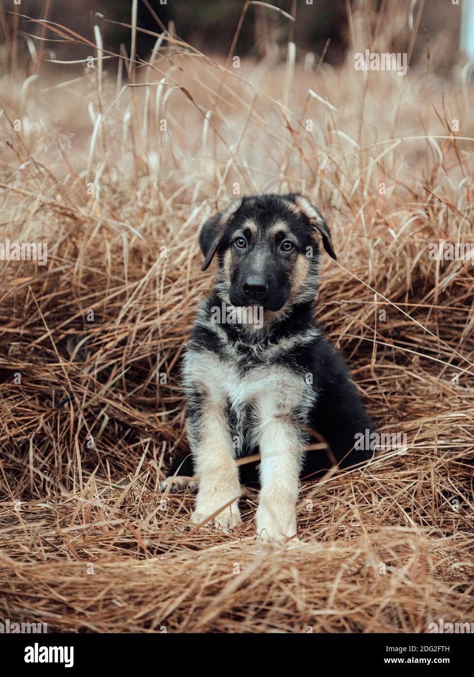 Il Pastore tedesco Puppy seduto in un campo Foto Stock