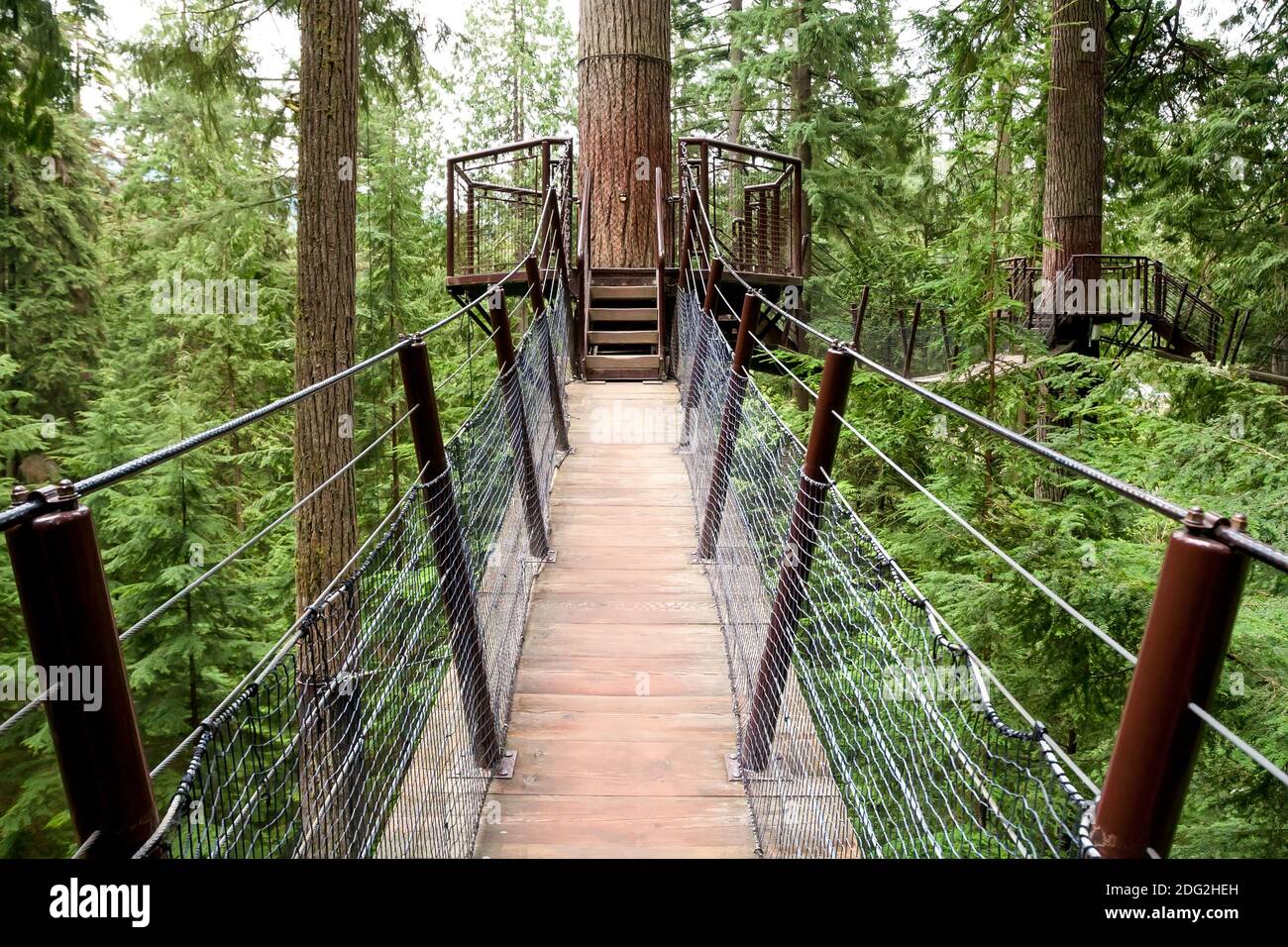 Piattaforme alte e ponti di sospensione di collegamento su abeti Douglas nel Nord Vancouver, British Columbia, Canada Foto Stock