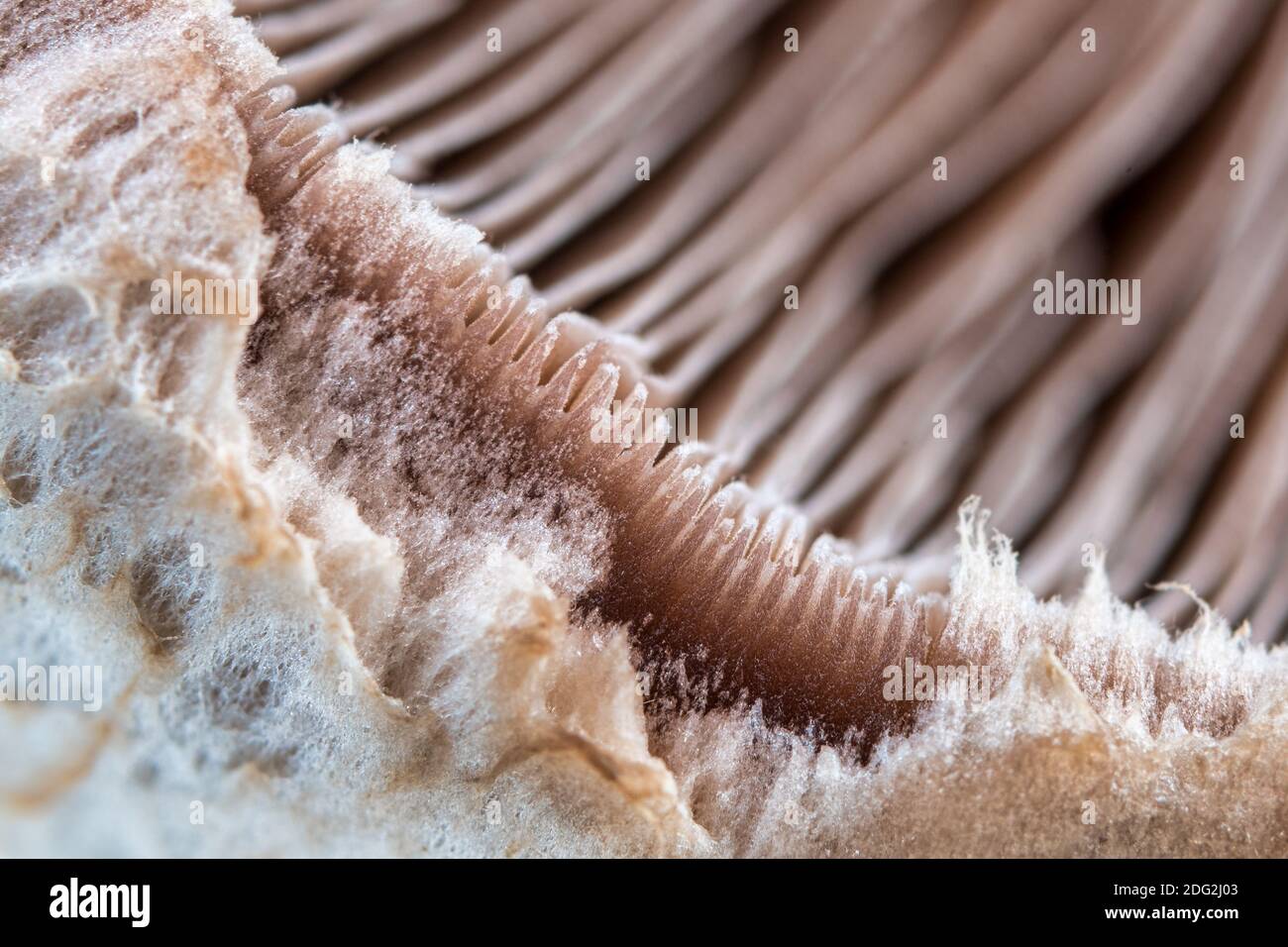 Estremo primo piano di un fungo bianco che mostra il bello piccolo dettagli dell'ingrediente alimentare vegetale Foto Stock