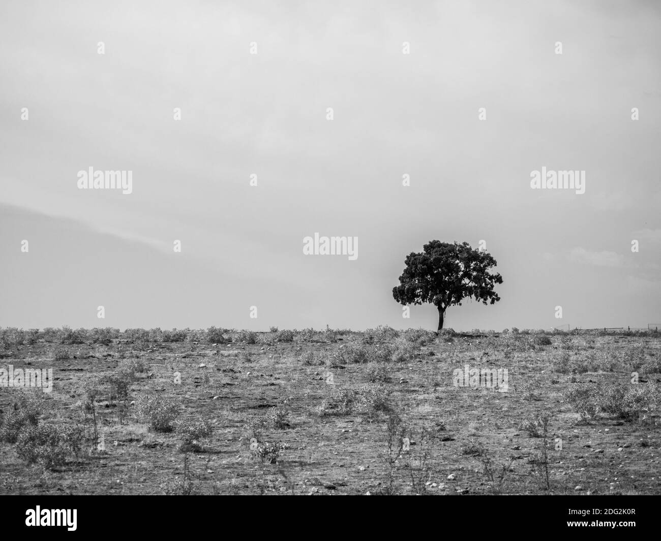 Un'immagine in scala di grigi di un albero solitario in un campo contro il cielo nuvoloso Foto Stock