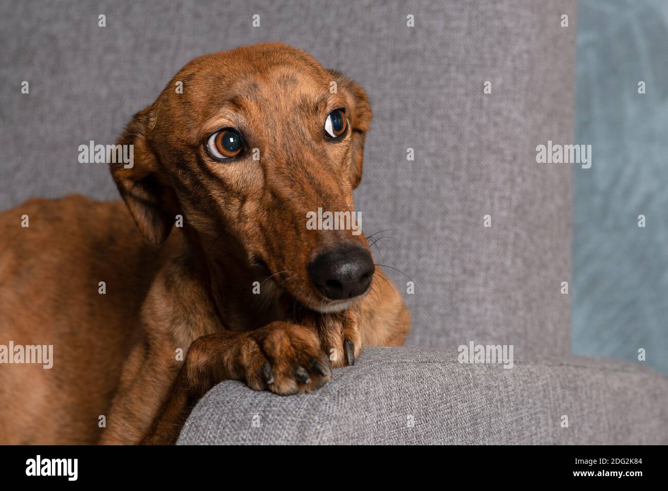 cane, animale domestico, cucciolo, levriero, cane, animale, razza, caccia, veloce, corsa, dogia, vettore, purebred, carino, pedigree, personaggio, cane da caccia, canile, sprint Foto Stock