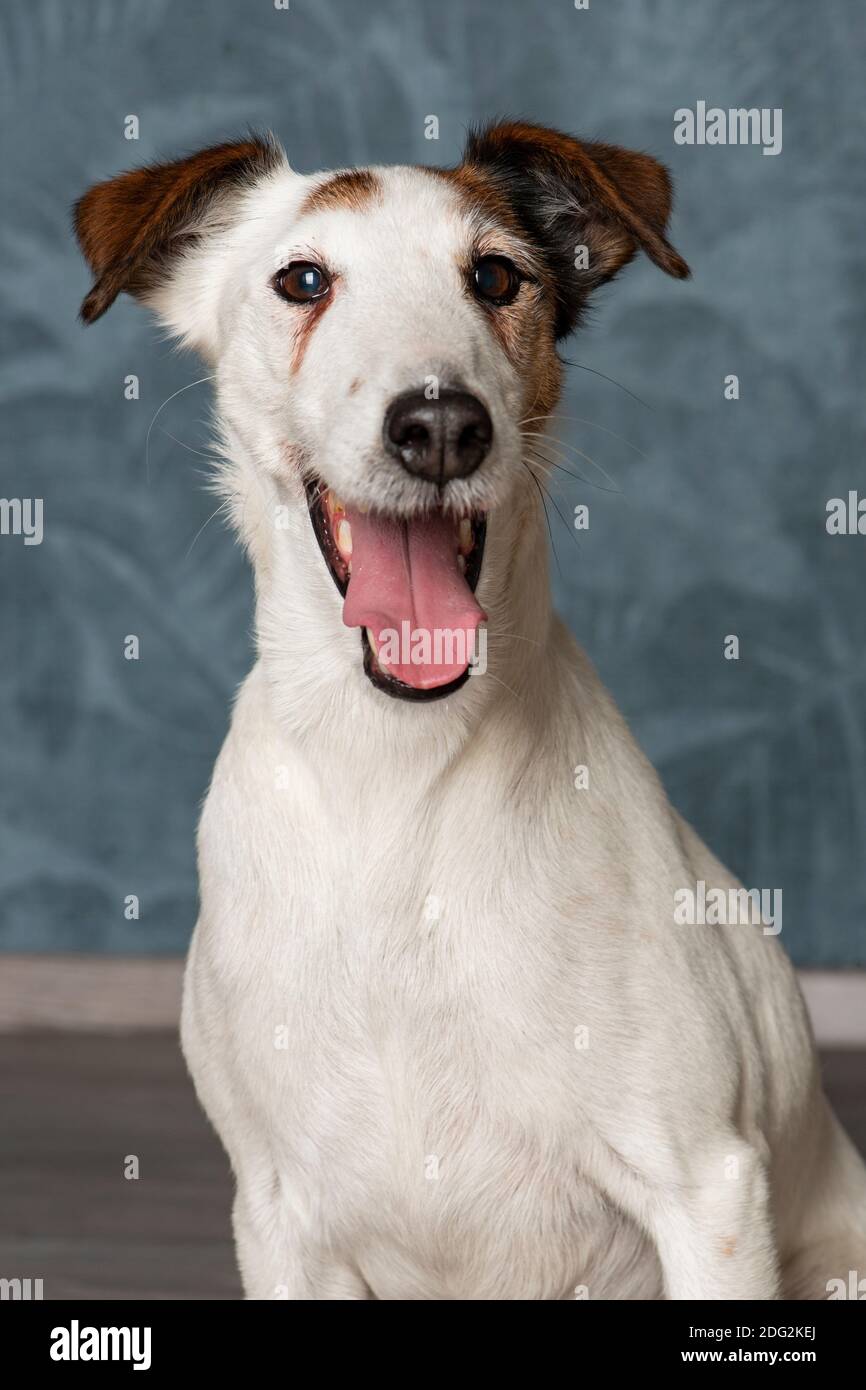 questo è un foxterrier. cane, animale domestico, studio, animale, cucciolo, pedigree, foxterrier, terrier, ritratto, adorabile, bianco, pediatra, amico, purebred, mammifero, Foto Stock