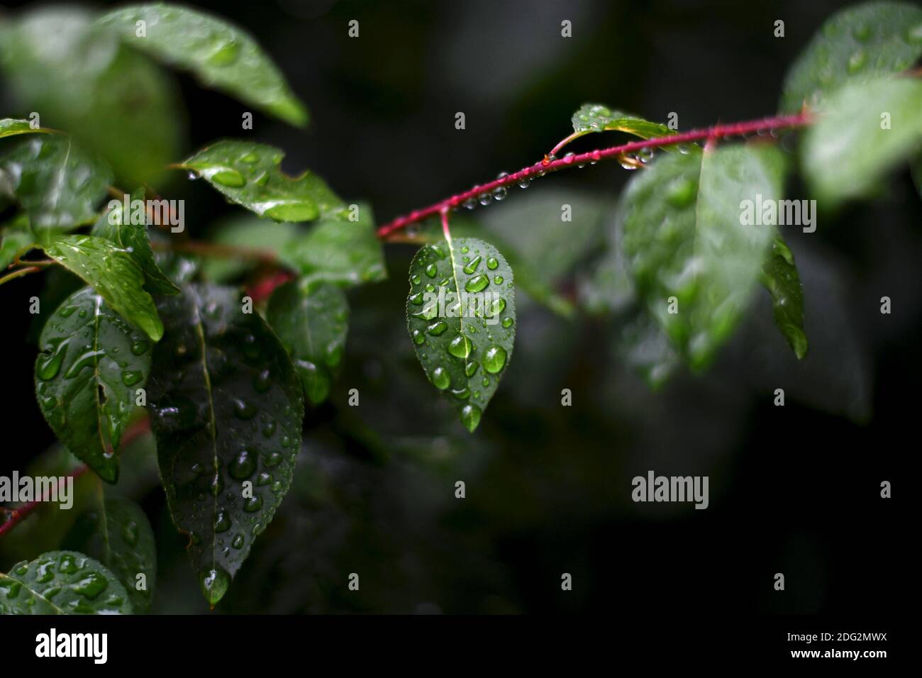 la pioggia mattutina sulle foglie, un mondo indicibile Foto Stock