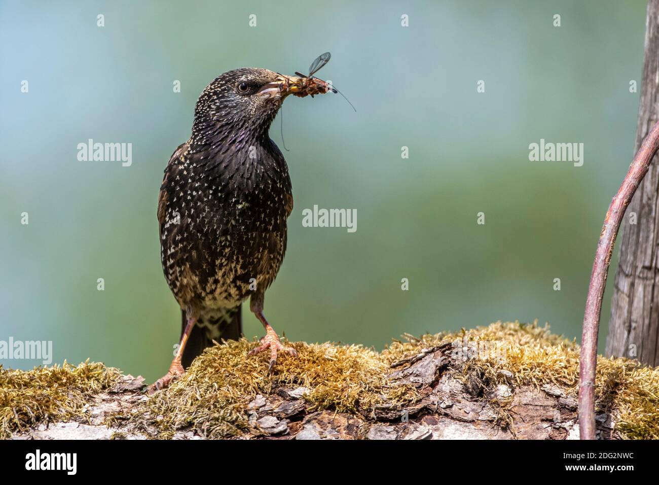 Star (Sturnus vulgaris) Weibchen mit Futter für den Nachwuchs Foto Stock