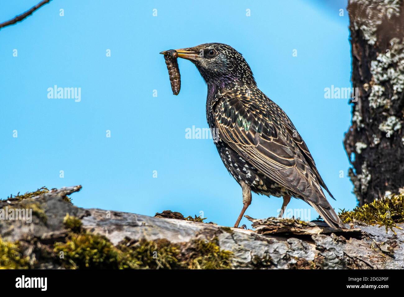 Star (Sturnus vulgaris) Weibchen mit Futter für den Nachwuchs Foto Stock