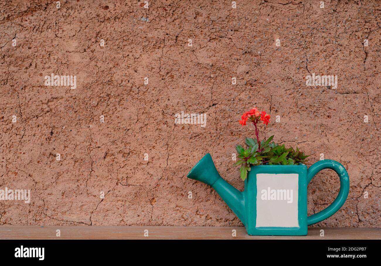 Fiore in vaso d'irrigazione di fronte al muro di fango Foto Stock