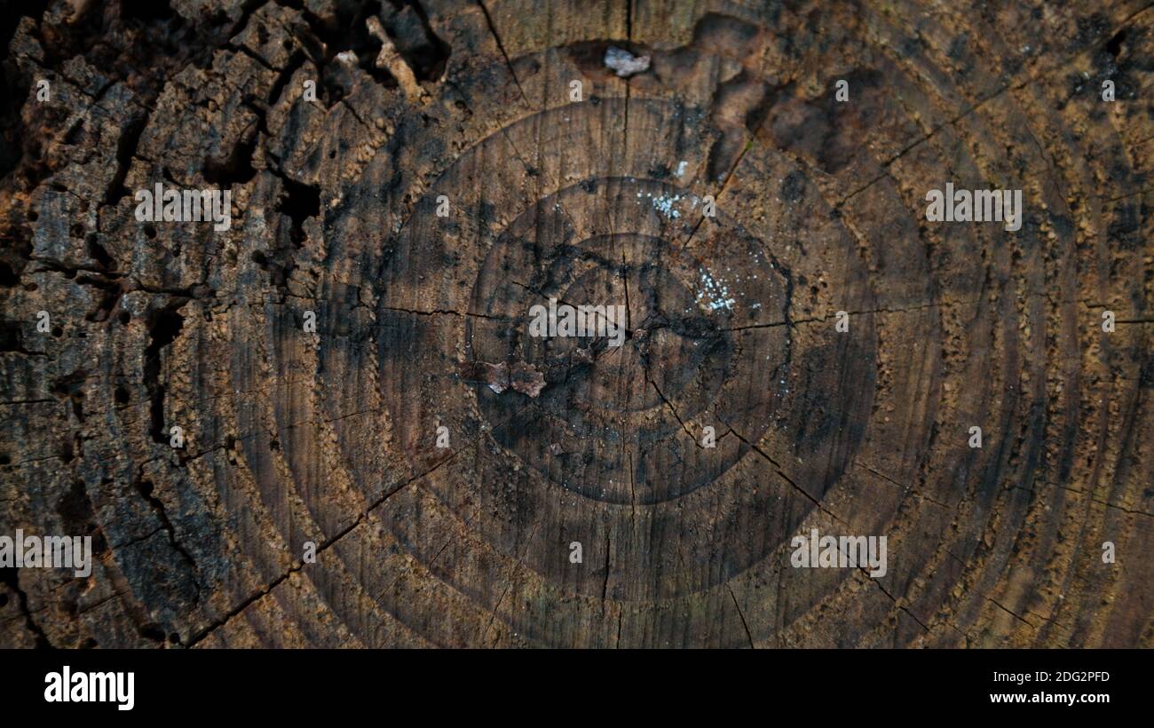 Bella e naturale vecchio albero di legno tagliato superficie. Toni caldi e marroni e arancioni di un tronco di un albero o di un moncone abbattuto. Struttura organica ruvida di Foto Stock