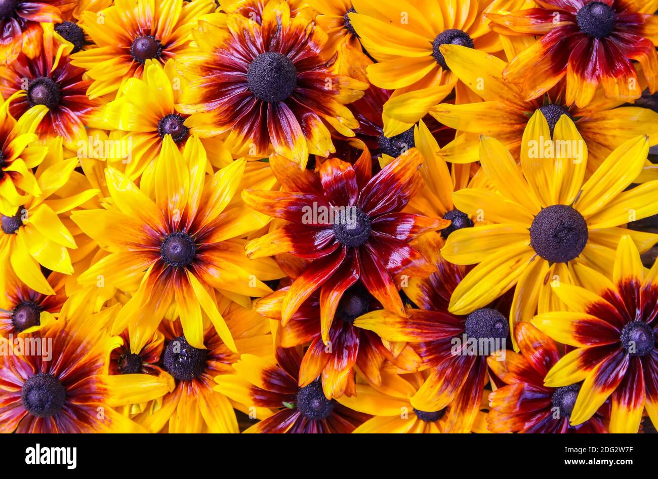 Sfondo floreale. susan dagli occhi neri o pianta di irta di Rudbeckia, betty marrone, daisy gloriosa, Gerusalemme dorata. Foto Stock