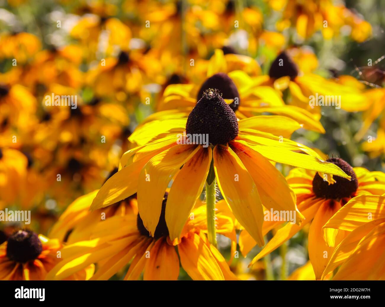 Sfondo floreale. susan dagli occhi neri o pianta di irta di Rudbeckia, betty marrone, daisy gloriosa, Gerusalemme dorata. Foto Stock