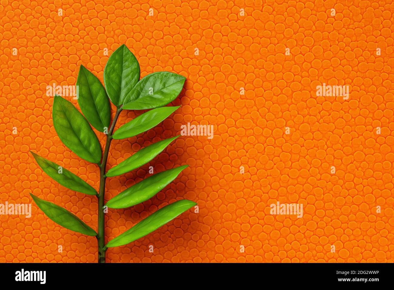 Zuzu pianta o Zamioculcas zamiifolia gambo fresco con foglie verdi su un  backgrond testurizzato arancione brillante. Vuoto per il design del  biglietto d'auguri. Spazio di copia Foto stock - Alamy