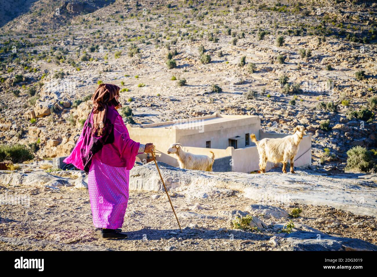 Jebel Akhdar, Oman, 2 dicembre 2016: Una donna locale guarda le sue capre in un piccolo villaggio sulla montagna di Jebel Akhdar in Oman Foto Stock