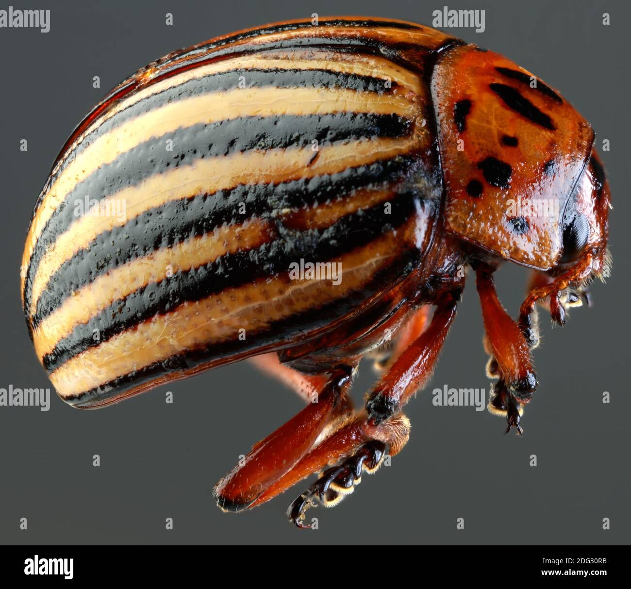 Colorado Beetle Macro Cutout Foto Stock