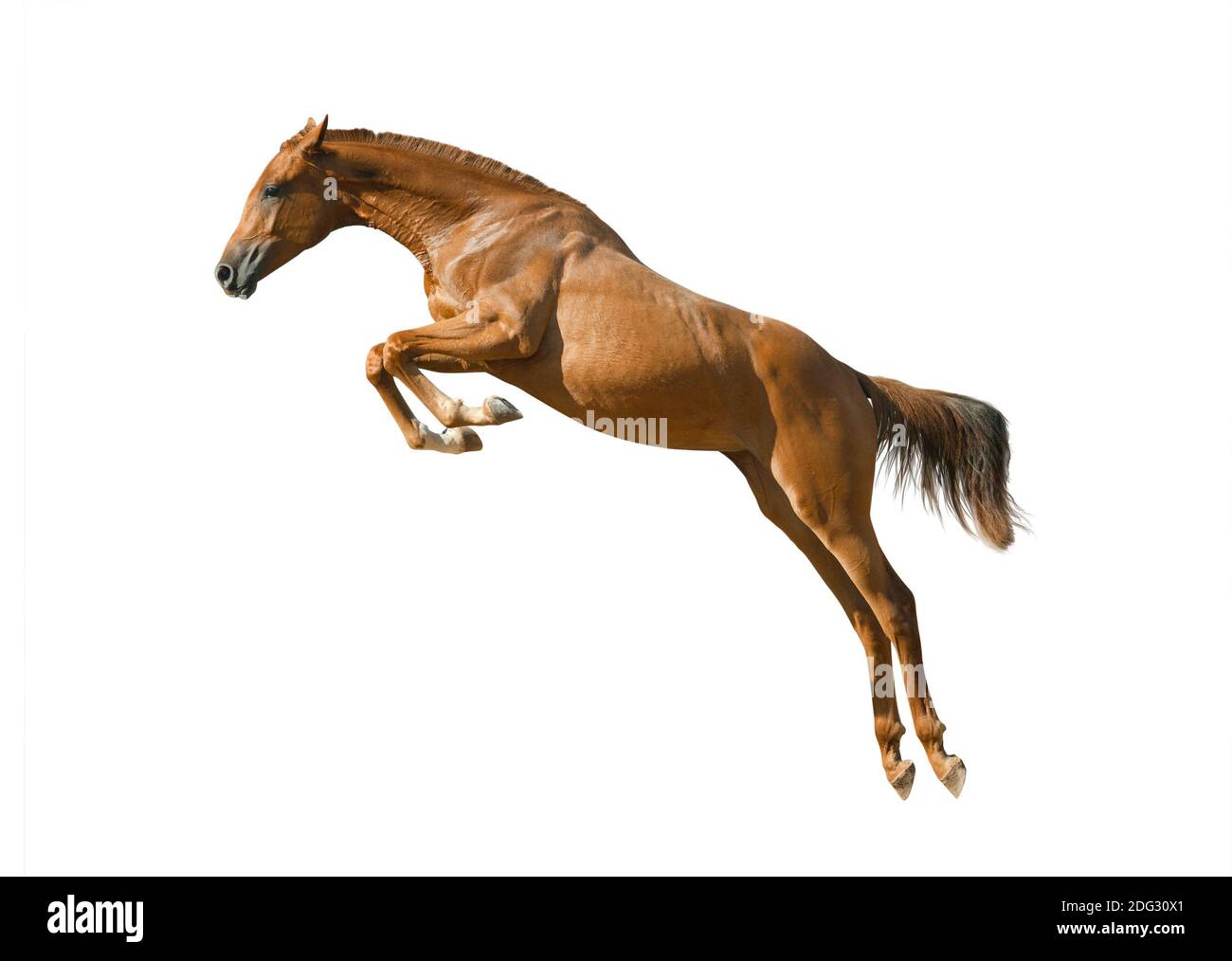giovane cavallo di castagno rosso in salto isolato su un bianco Foto Stock