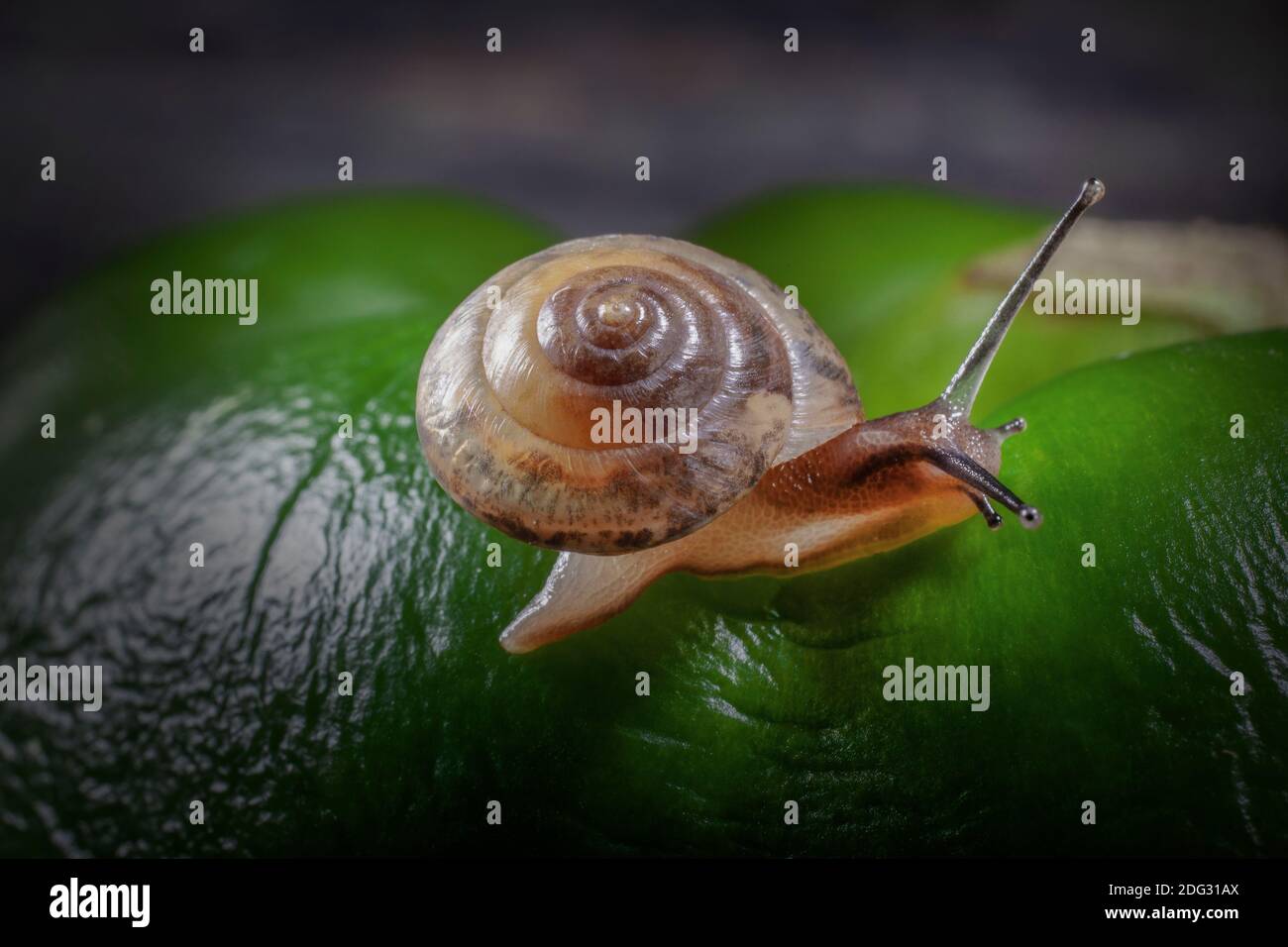 Little Snail sulle curve della superficie rugosa di Big Green Pepper, Snail è veramente piccolo circa 0,4 pollici è diametro della sua Casa. Foto Stock