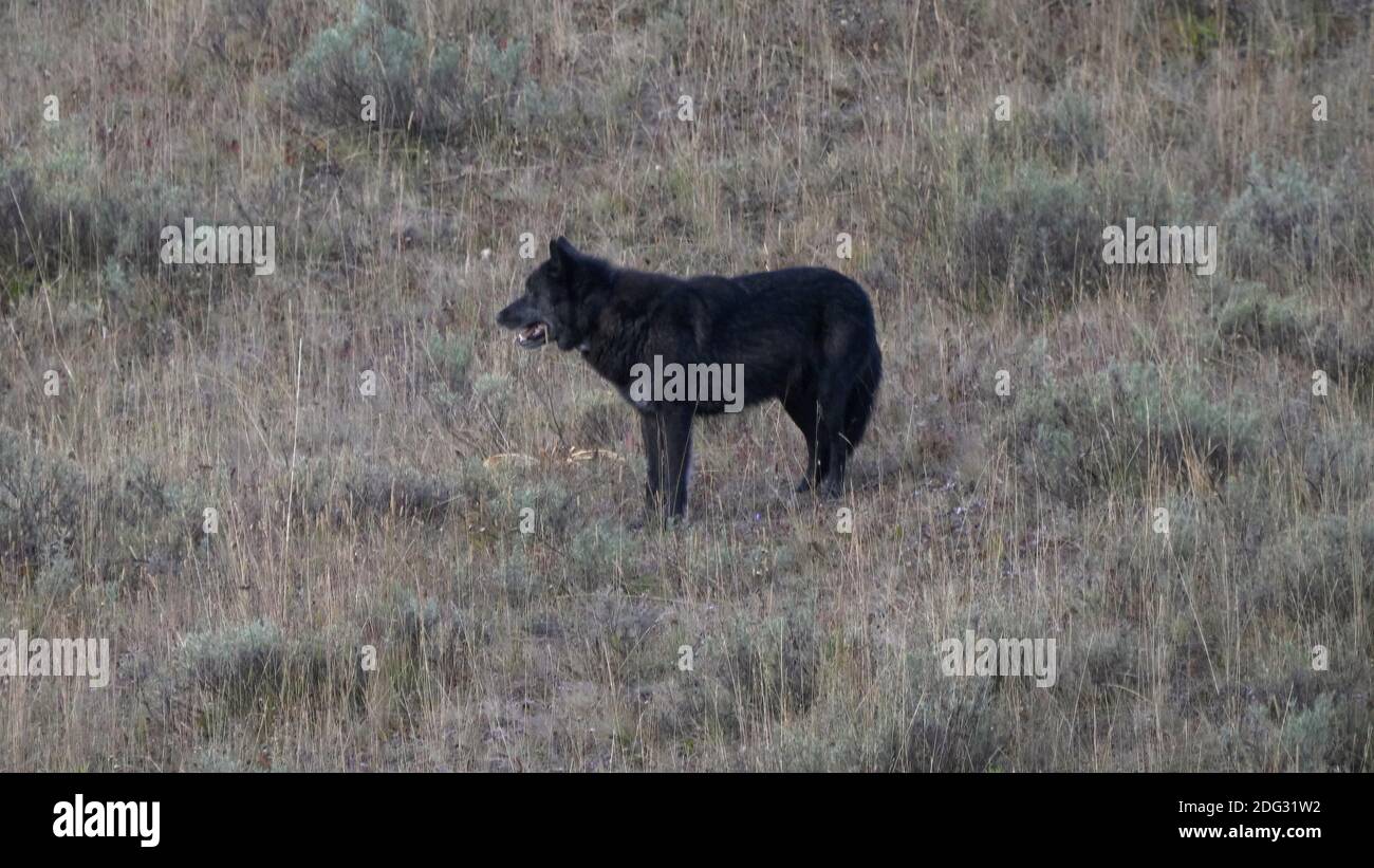 una vista laterale all'alba di un lupo nero nella valle di hayden nel parco nazionale di yellowstone nel wyoming, stati uniti Foto Stock