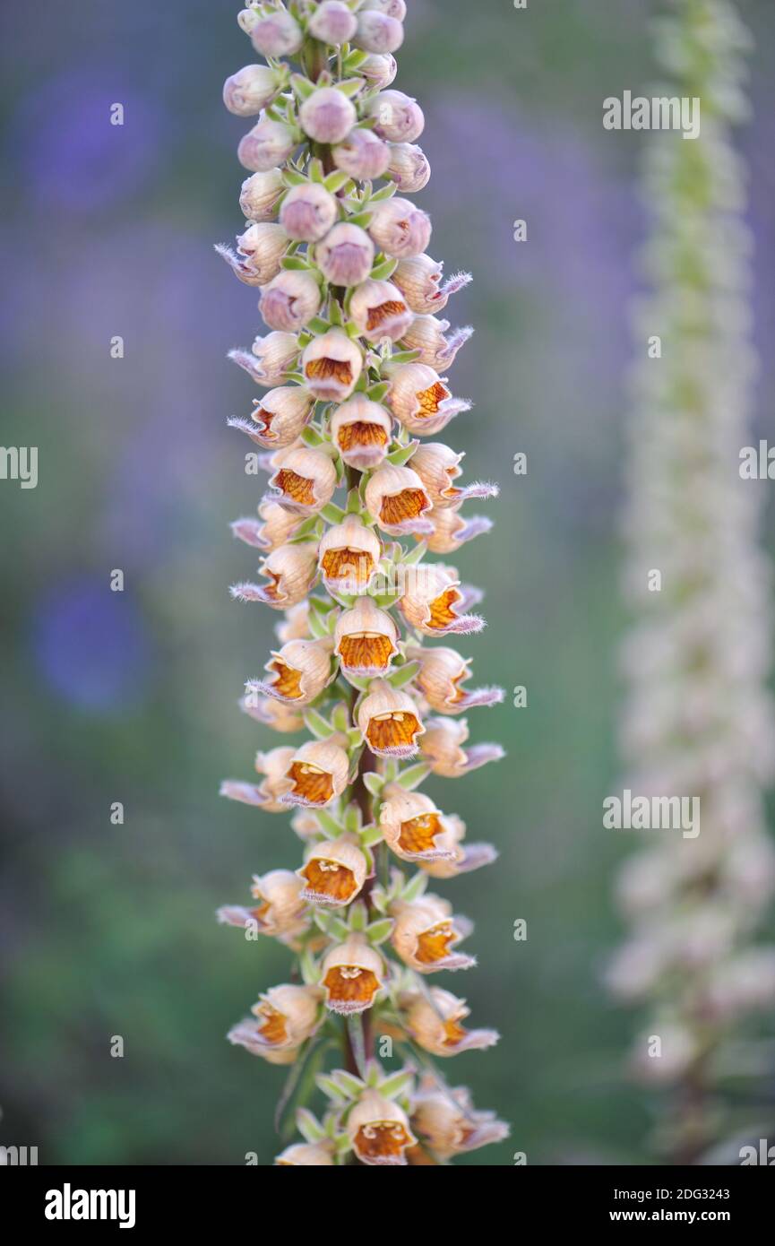 Guanto di fossa arrugginito (Digitalis ferruginea) Gelber Herold fiorisce in un giardino nel mese di luglio Foto Stock