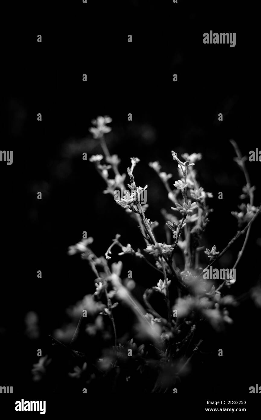 piccoli fiori freschi in fiore su uno sfondo scuro in monocromia toni Foto Stock