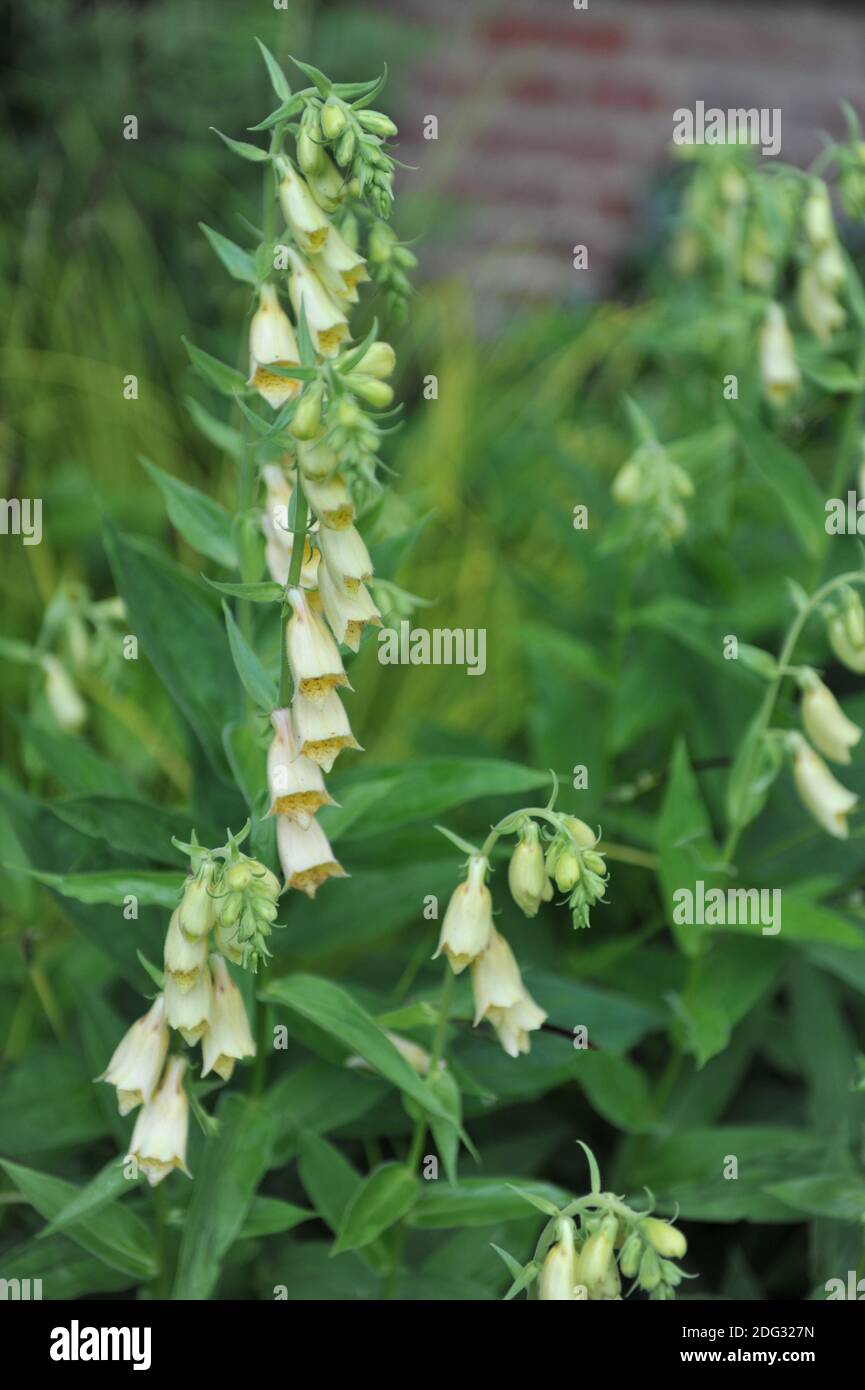 Guanto di protezione giallo grande (Digitalis grandiflora) Fiorire in un giardino nel mese di luglio Foto Stock