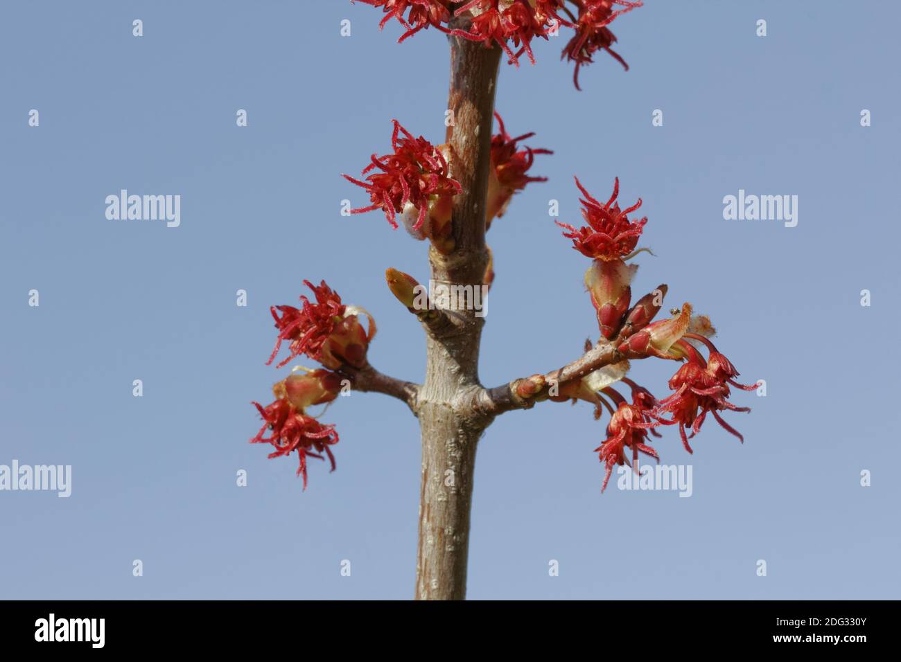 Acer rubrum, acero rosso in primavera, palude, acero Foto Stock