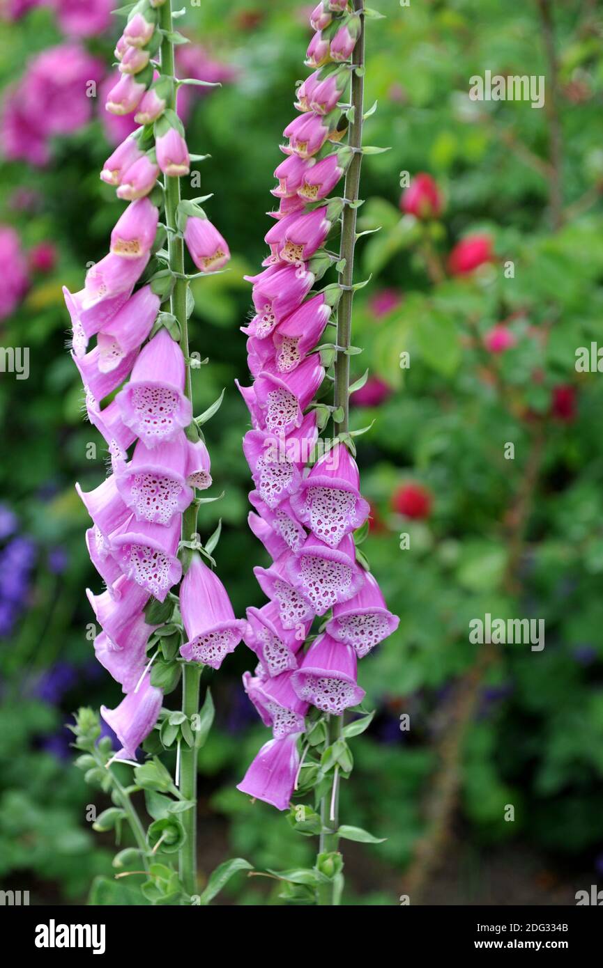 Guanto di protezione comune viola (Digitalis purpurea) Fiorire su in un giardino nel mese di maggio Foto Stock